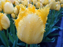 Keukenhof (49)